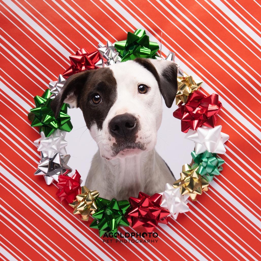 Enlarge Olivia, a Adoptable mixed breed in Tampa, FL image 2/3