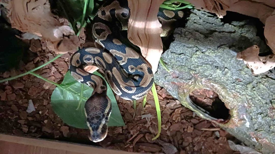 Enlarge Carmello, a Adoptable Ball Python in Wilmington, NC image 4/6