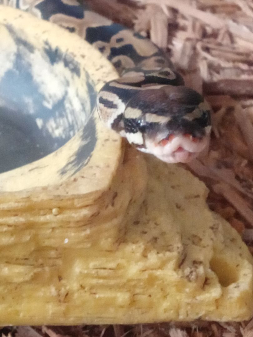 Enlarge Carmello, a Adoptable Ball Python in Wilmington, NC image 5/6