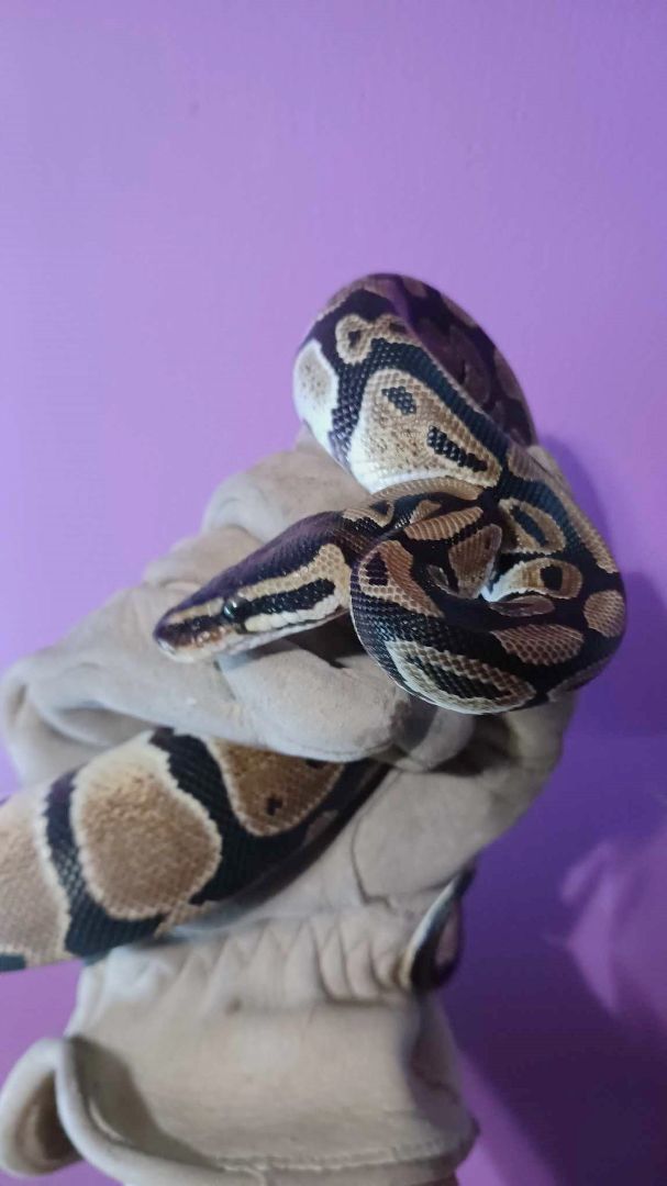 Enlarge Carmello, a Adoptable Ball Python in Wilmington, NC image 2/6