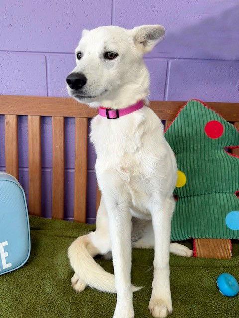 Enlarge **ZERO**, a Adoptable White German Shepherd in North Prairie, WI image 1/3