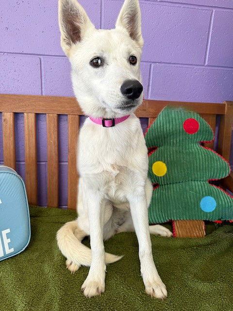 Enlarge **ZERO**, a Adoptable White German Shepherd in North Prairie, WI image 2/3