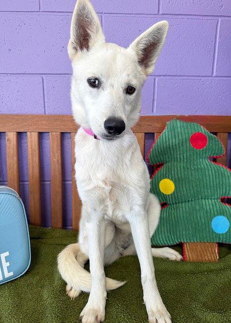 Enlarge **ZERO**, a Adoptable White German Shepherd in North Prairie, WI image 3/3