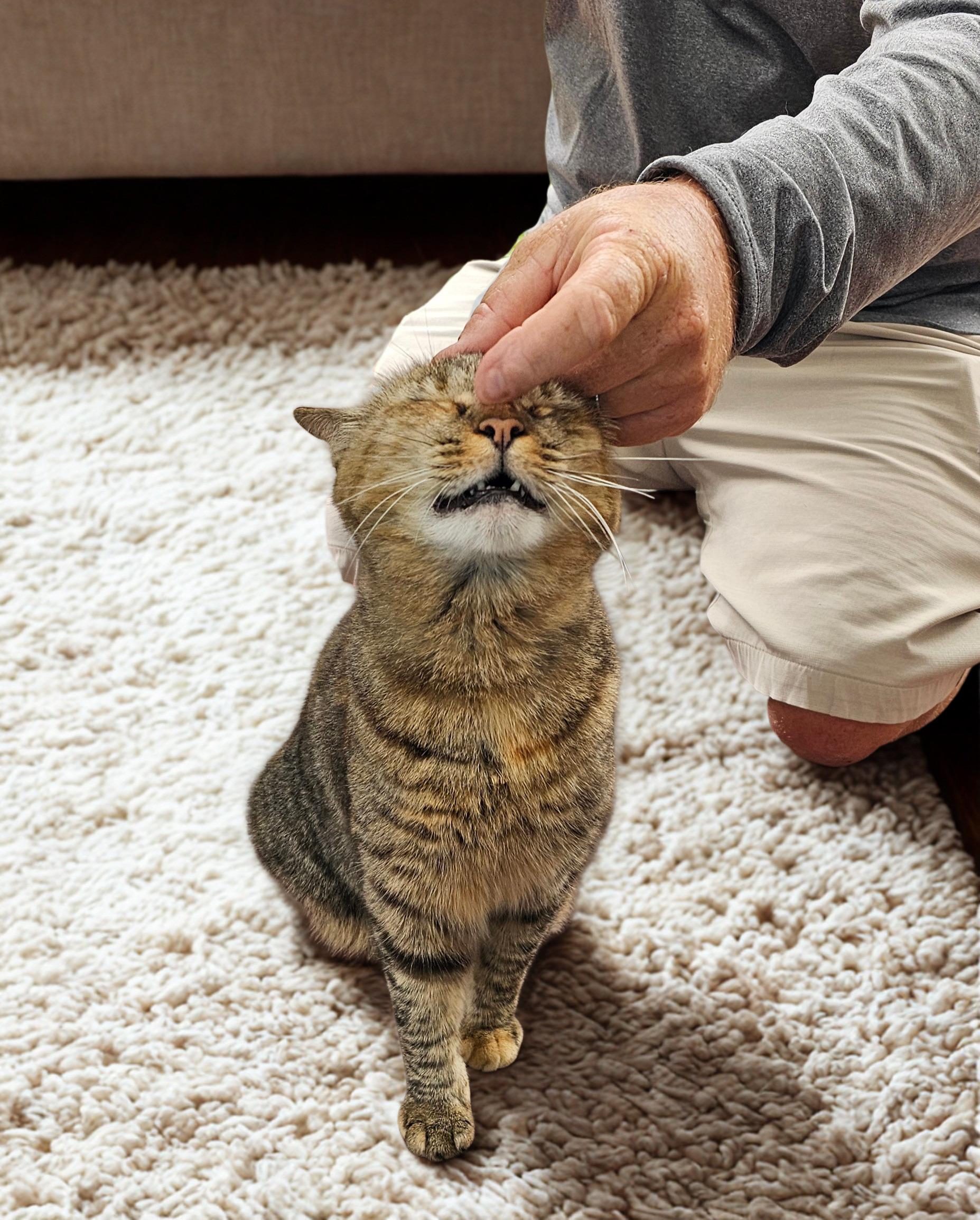 Enlarge Abigail, a Adoptable American Shorthair in Jacksonville, FL image 4/4
