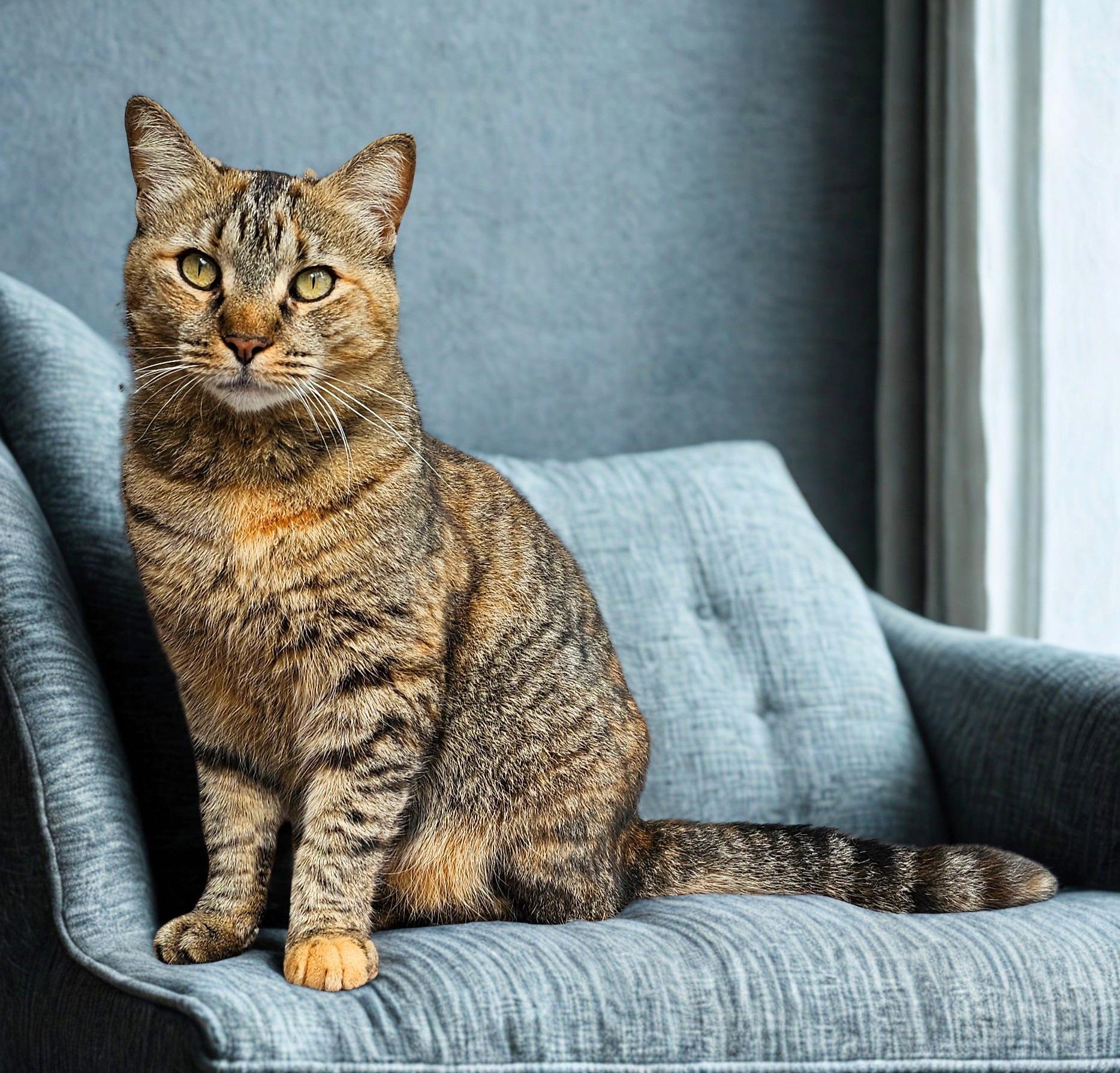 Enlarge Abigail, a Adoptable American Shorthair in Jacksonville, FL image 1/4