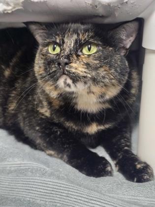 Parrot, a Adoptable Domestic Short Hair in Roseville, CA image 1/2