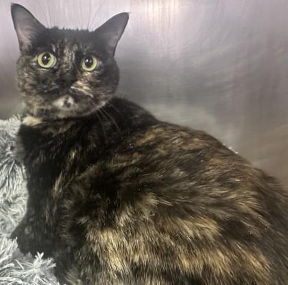 Parrot, a Adoptable Domestic Short Hair in Roseville, CA image 2/2