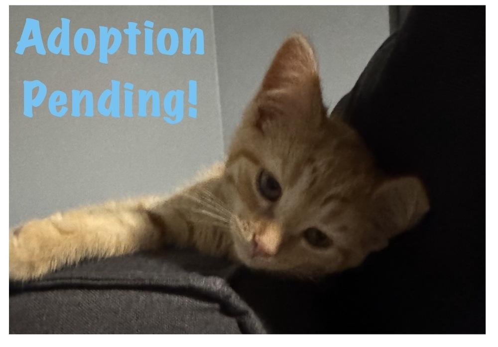 Enlarge Mozzarella, a Adoptable mixed breed in Poplar Grove, IL image 1/2