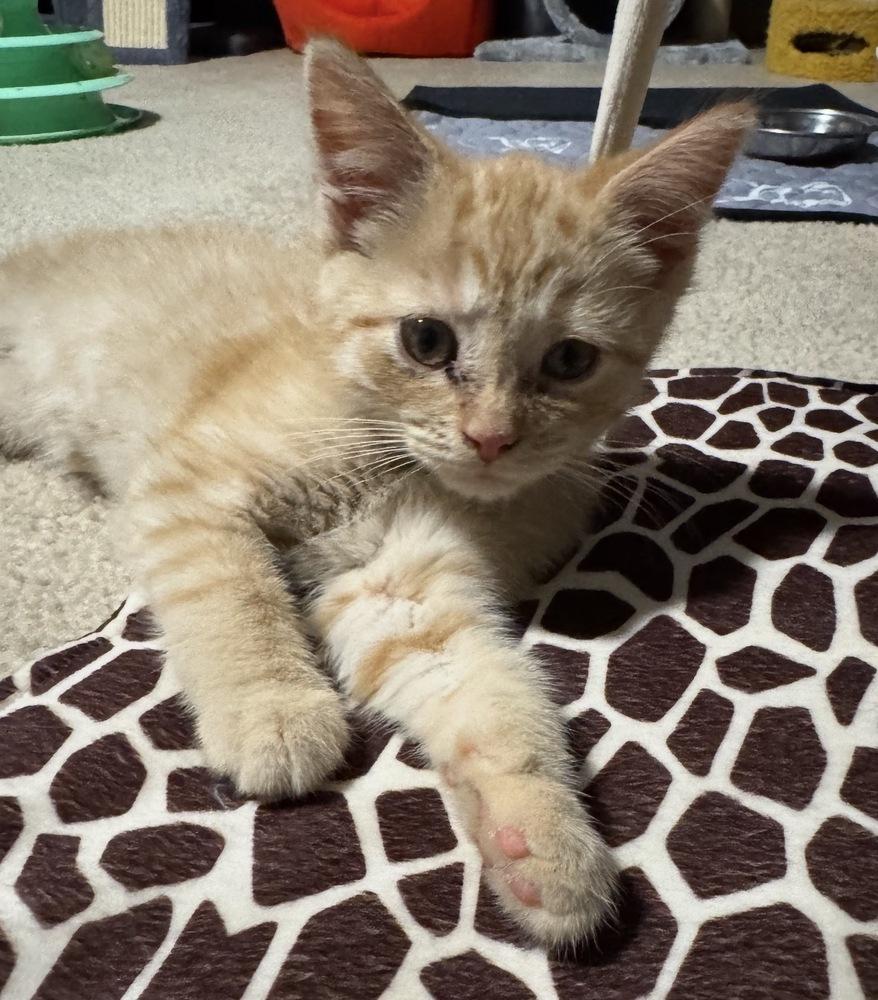 Enlarge Mozzarella, a Adoptable mixed breed in Poplar Grove, IL image 2/2