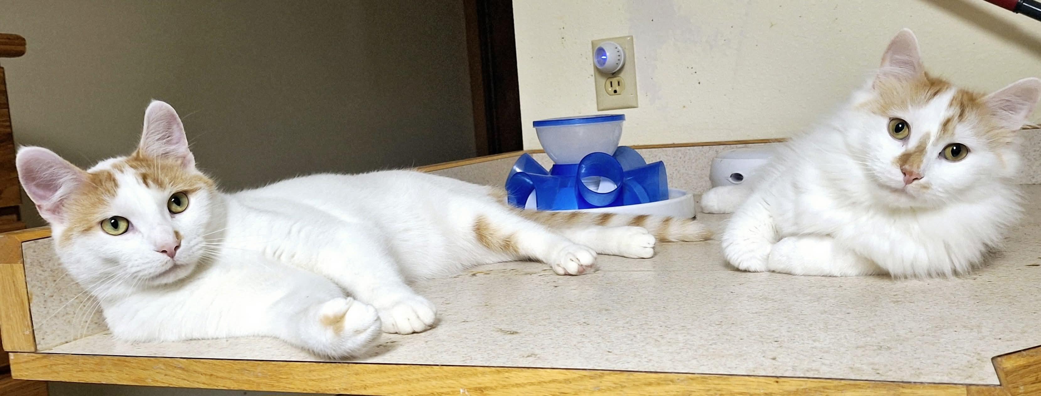 Oscar & Hugo (bonded pair), an adoptable Domestic Long Hair in Fargo, ND, 58104 | Photo Image 4