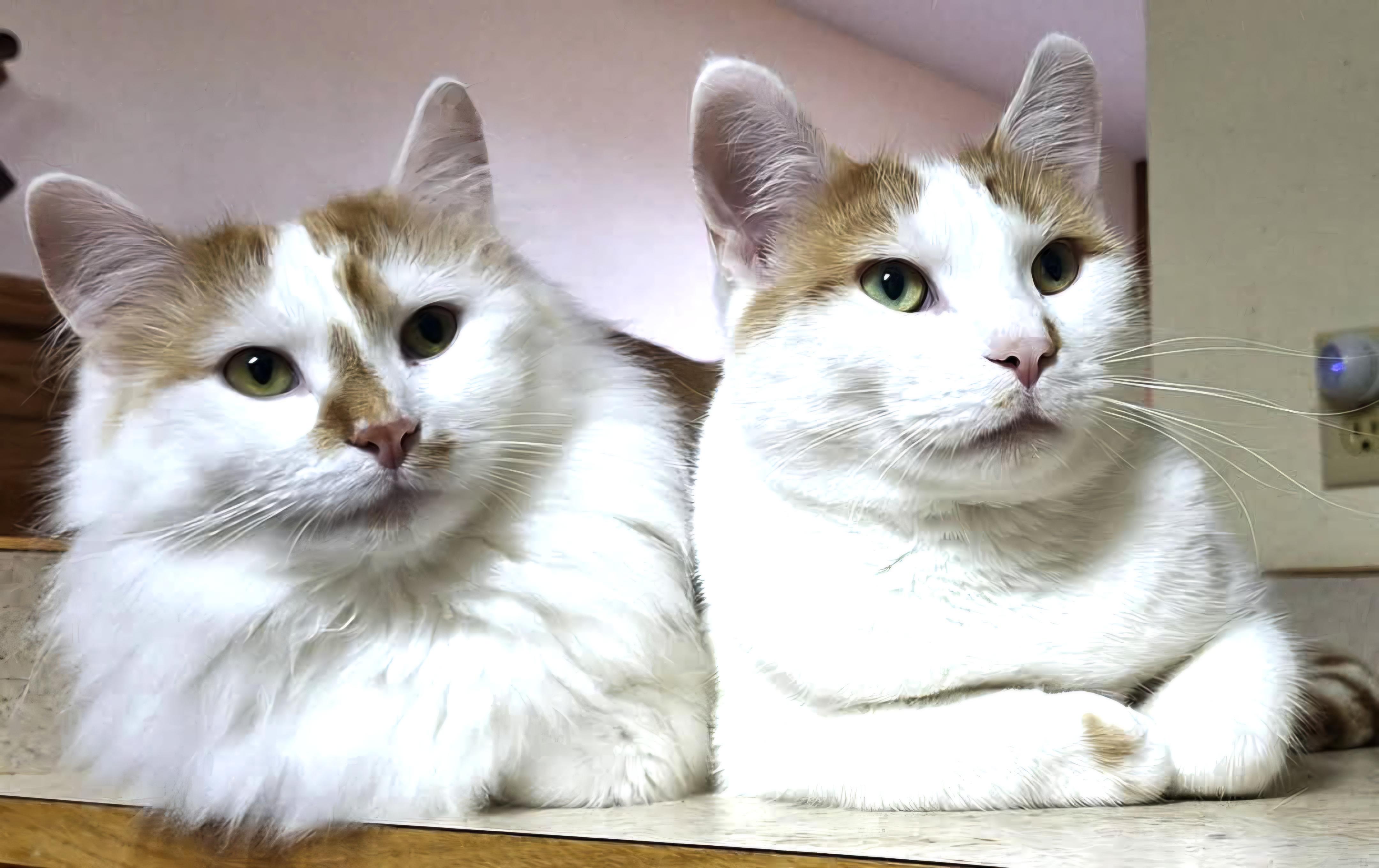 Oscar & Hugo (bonded pair), Adoptable, Young Male Domestic Long Hair.