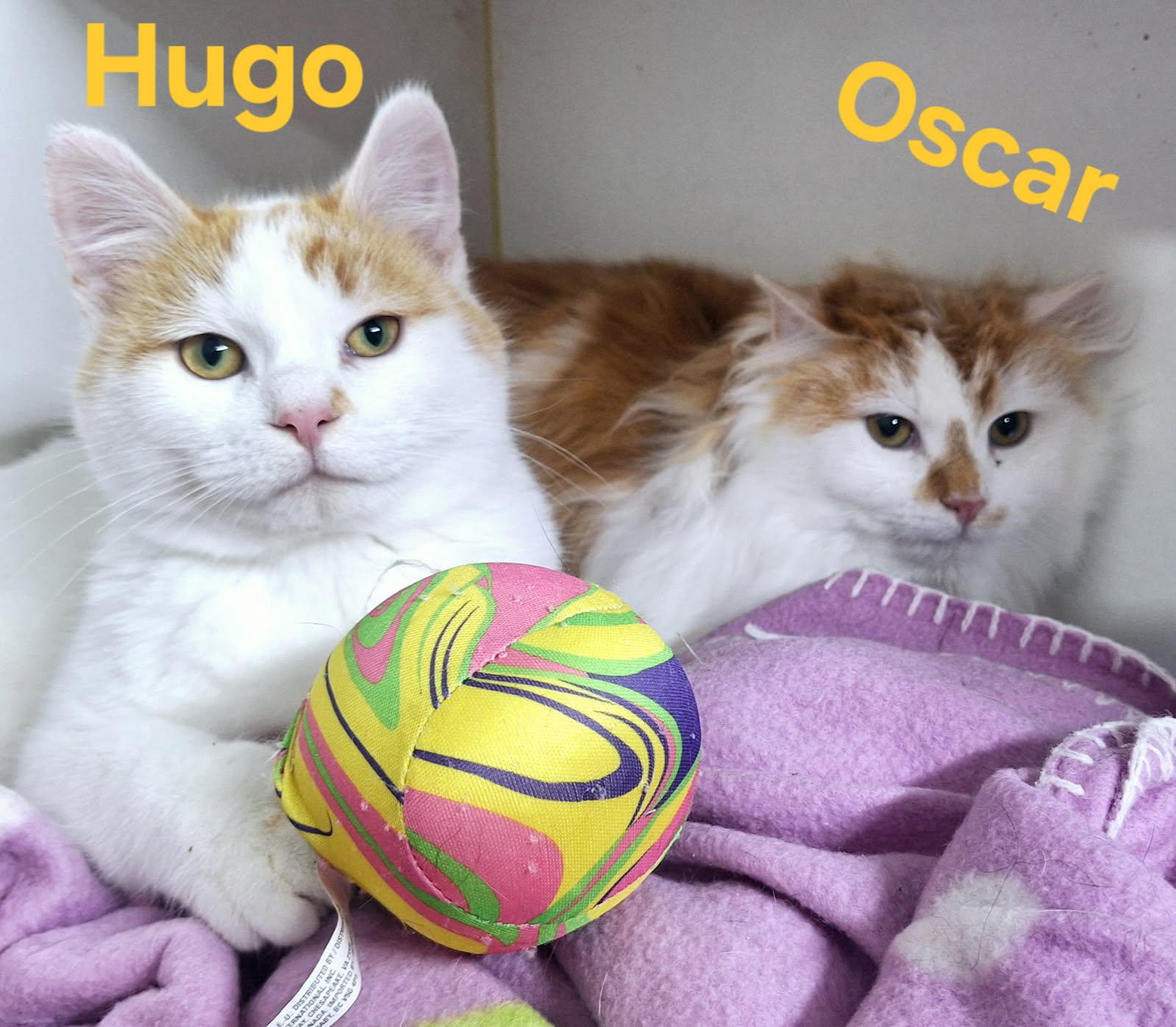 Oscar & Hugo (bonded pair) photo 2