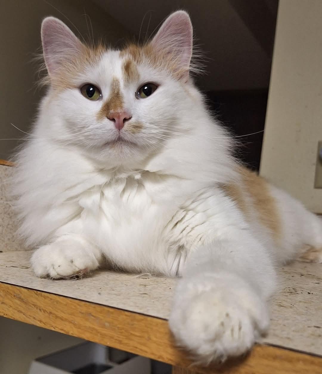 Oscar & Hugo (bonded pair), an adoptable Domestic Long Hair in Fargo, ND, 58104 | Photo Image 3