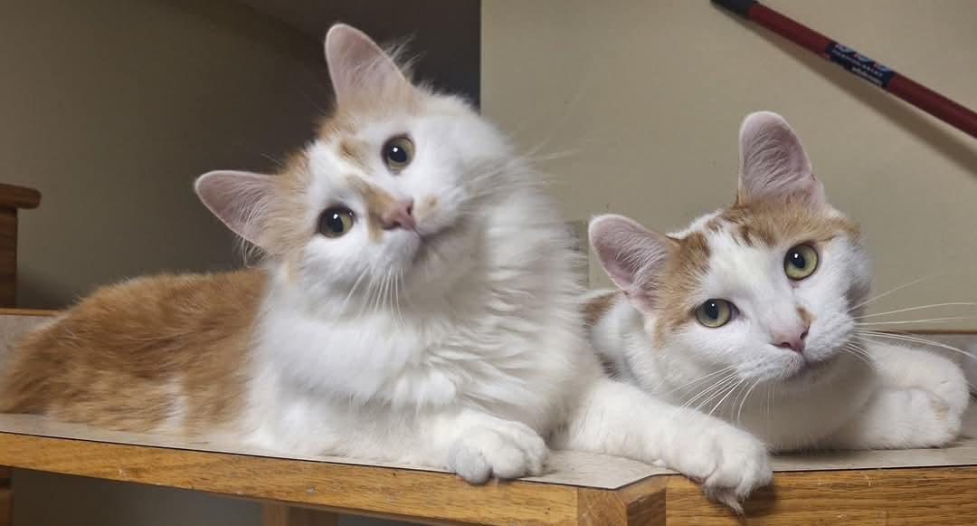 Enlarge Oscar & Hugo (bonded pair), a Adoptable mixed breed in Fargo, ND image 2/6