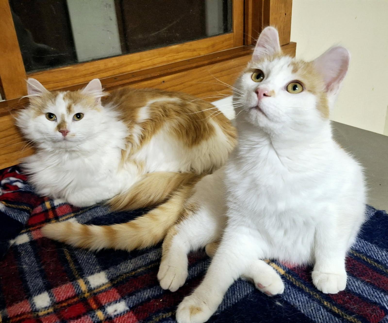 Oscar & Hugo (bonded pair) photo 3