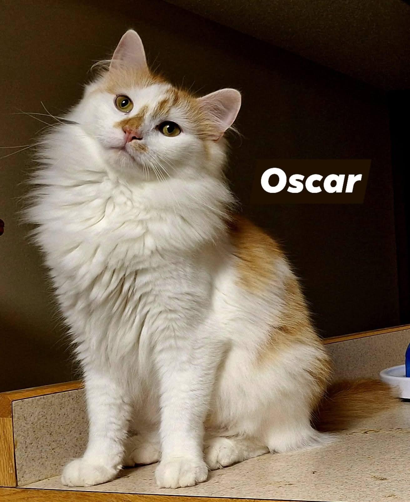 Oscar & Hugo (bonded pair), an adoptable Domestic Long Hair in Fargo, ND, 58104 | Photo Image 2