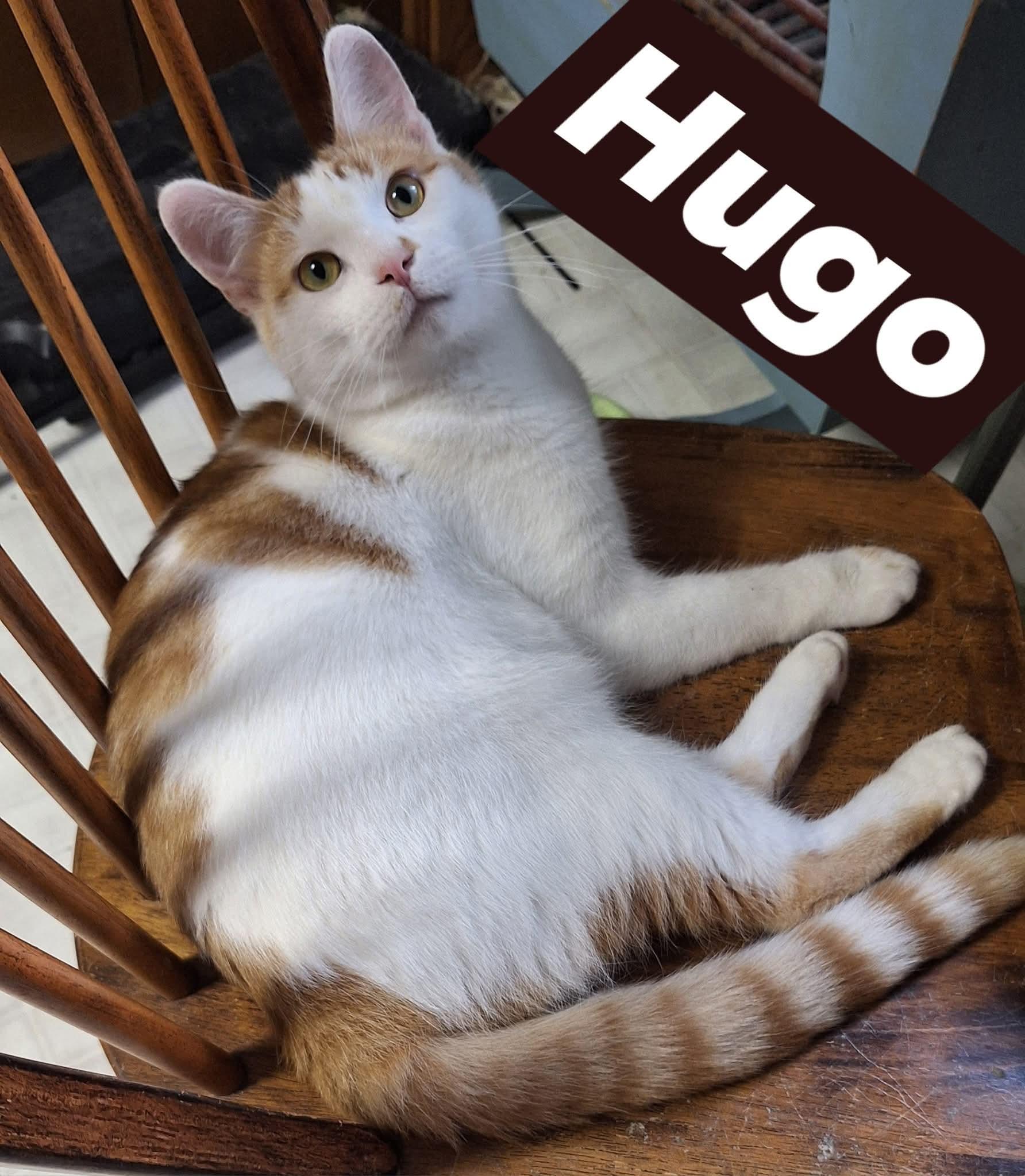 Enlarge Oscar & Hugo (bonded pair), a Adoptable mixed breed in Fargo, ND image 4/6