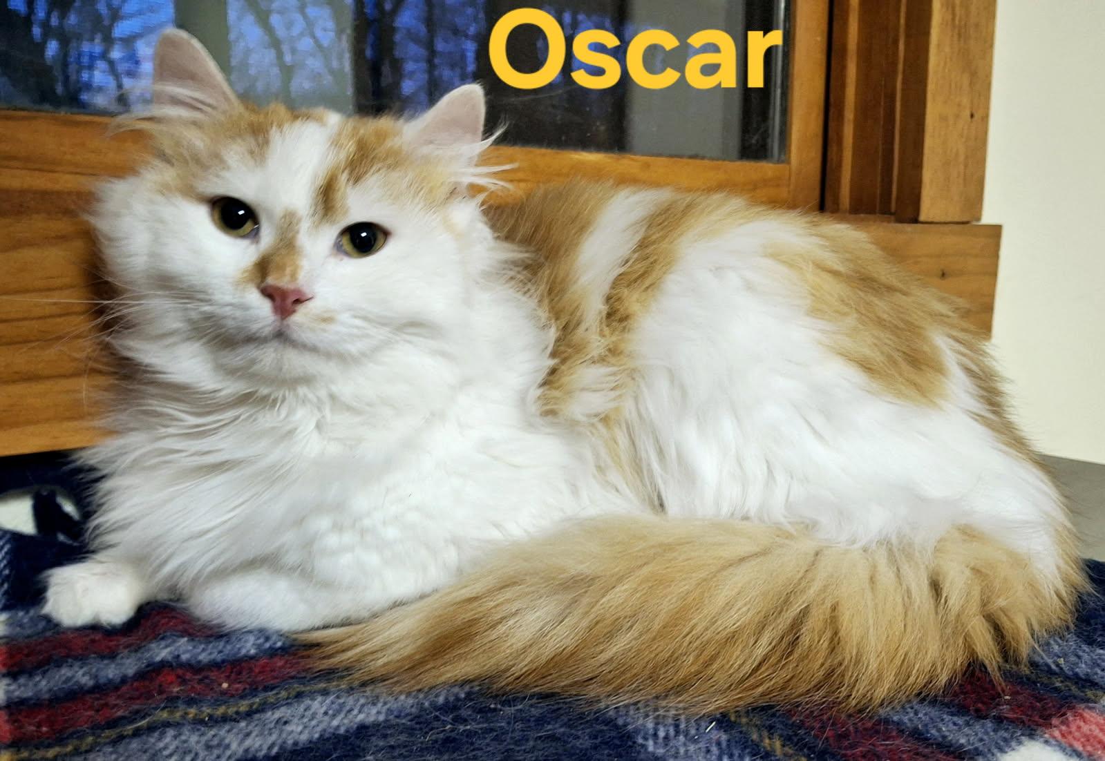 Oscar & Hugo (bonded pair) photo 5
