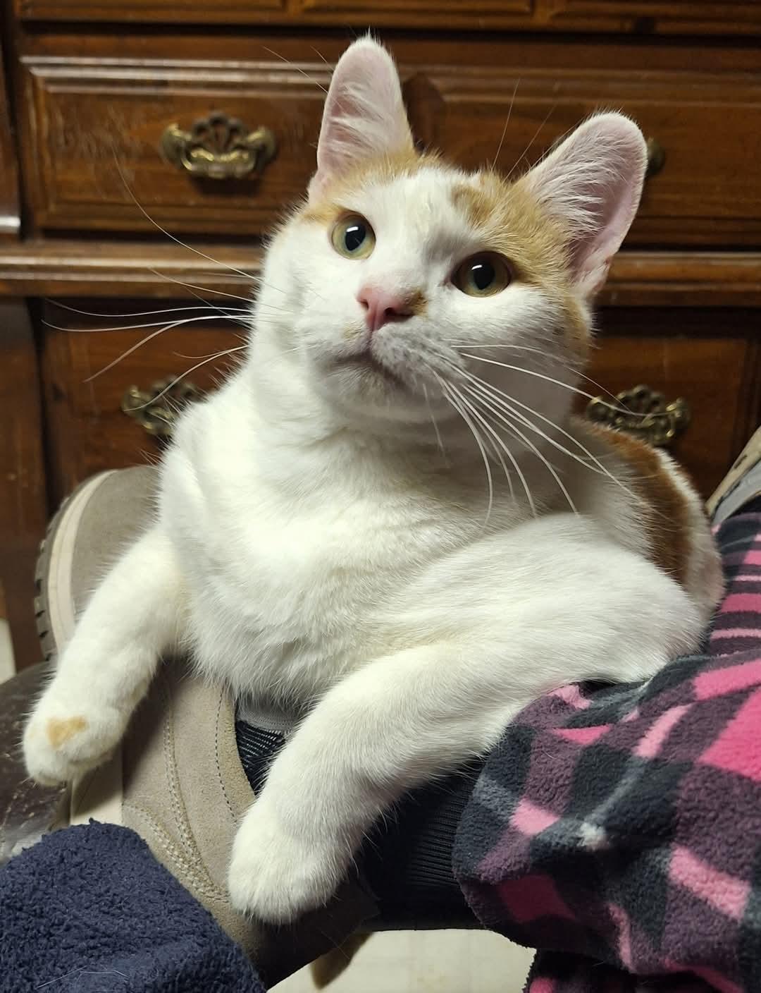 Enlarge Oscar & Hugo (bonded pair), a Adoptable mixed breed in Fargo, ND image 3/6