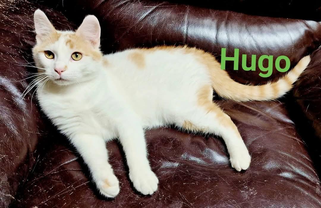 Oscar & Hugo (bonded pair) photo 4