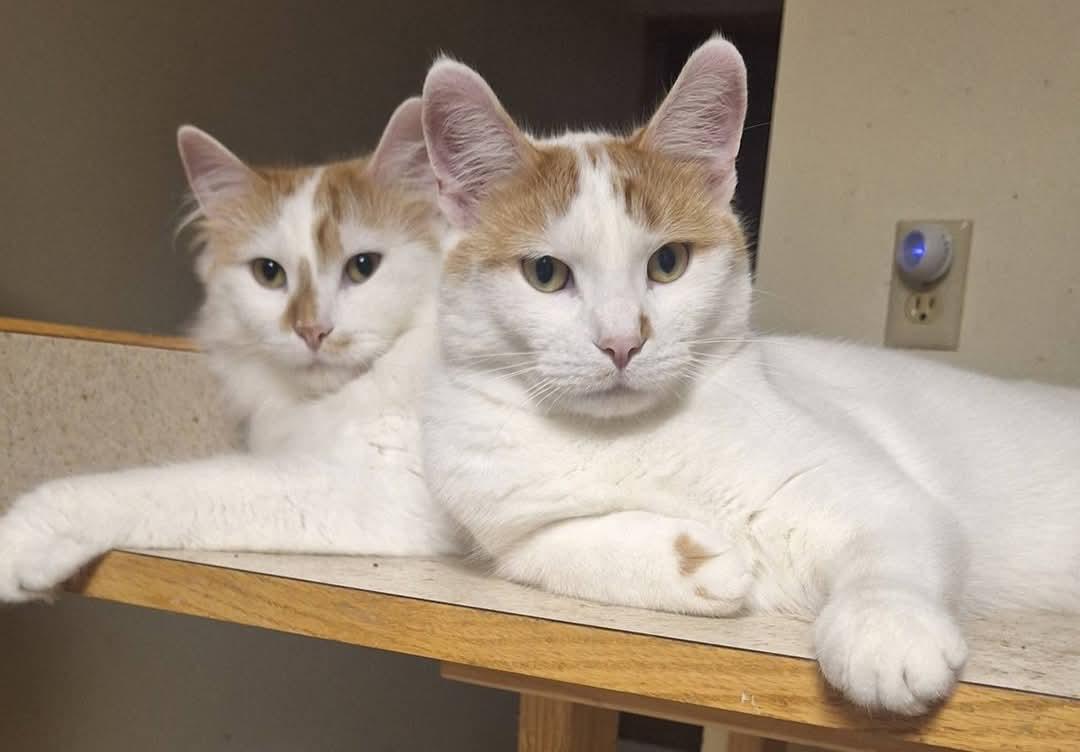 Oscar & Hugo (bonded pair), Adoptable, Young Male Domestic Long Hair.