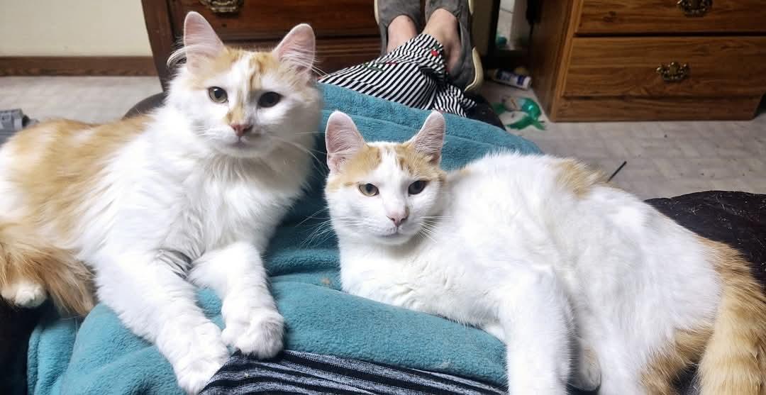 Oscar & Hugo (bonded pair), Young Male Domestic Long Hair