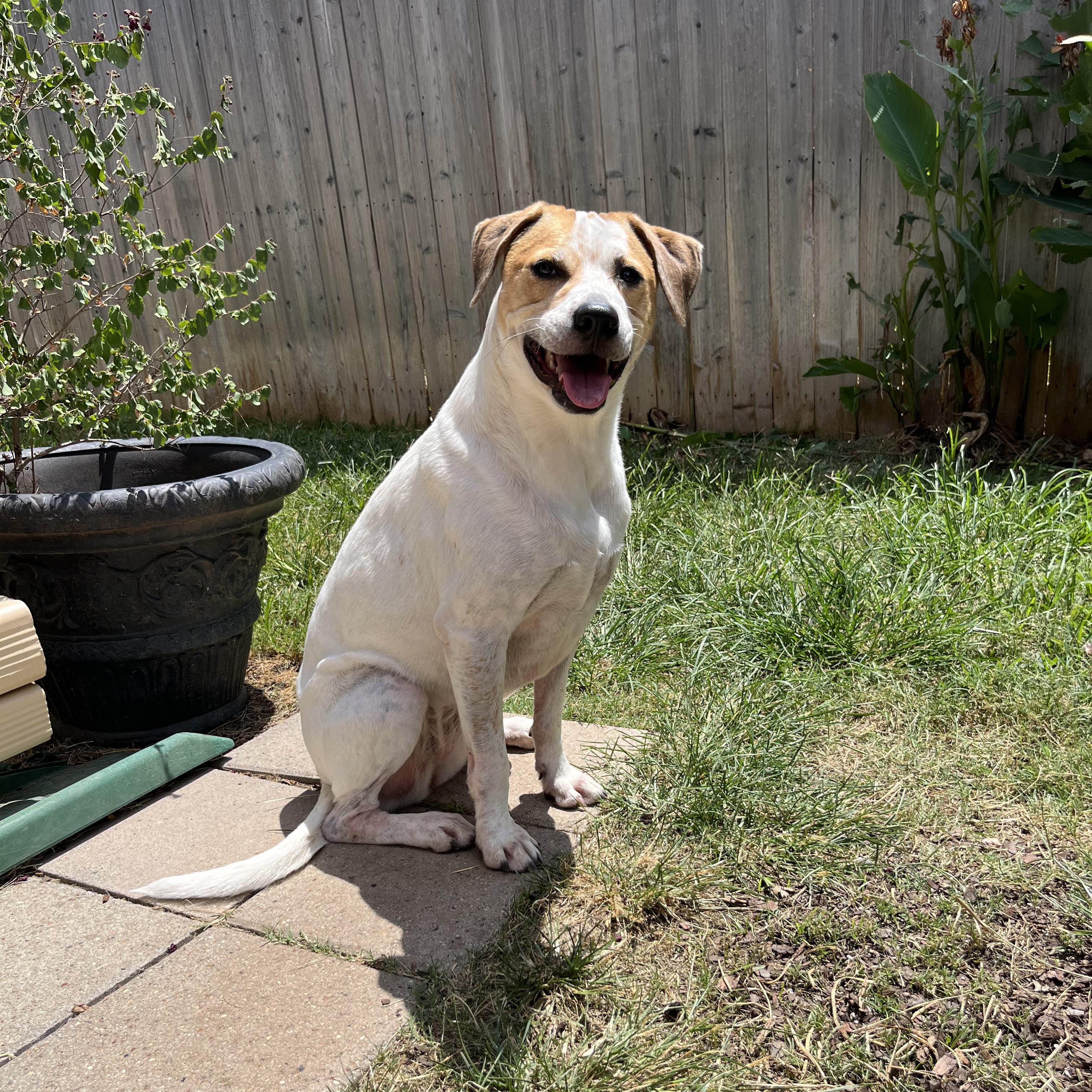 Ellie May, Adoptable, Adult Female Australian Cattle Dog / Blue Heeler & English Coonhound.