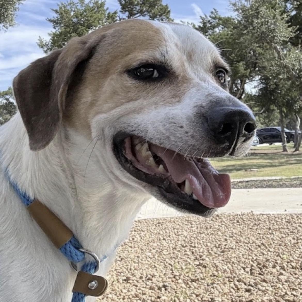 Ellie May, Adoptable, Adult Female Australian Cattle Dog / Blue Heeler & English Coonhound.