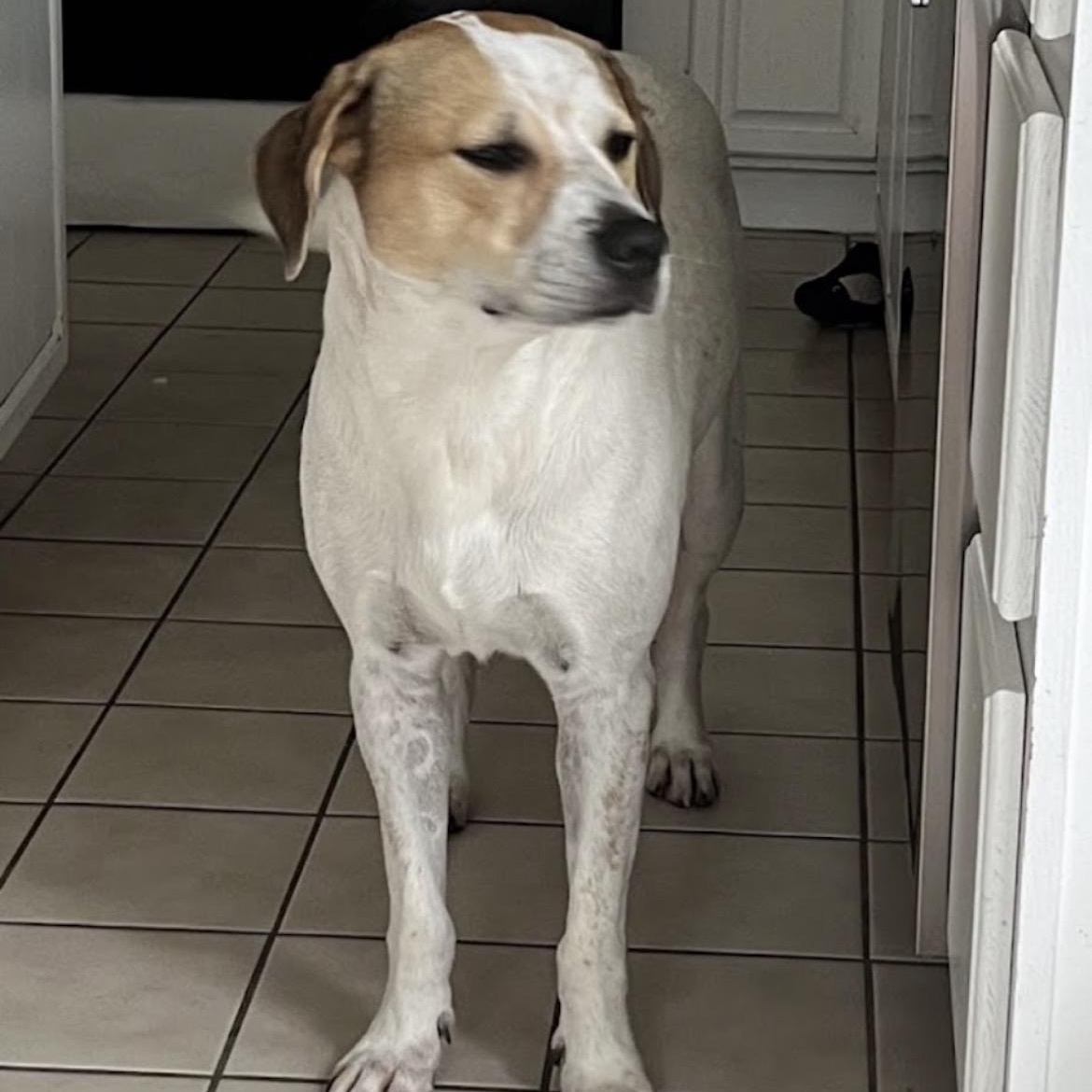 Ellie May, a Adoptable mixed breed in Austin, TX image 2/5