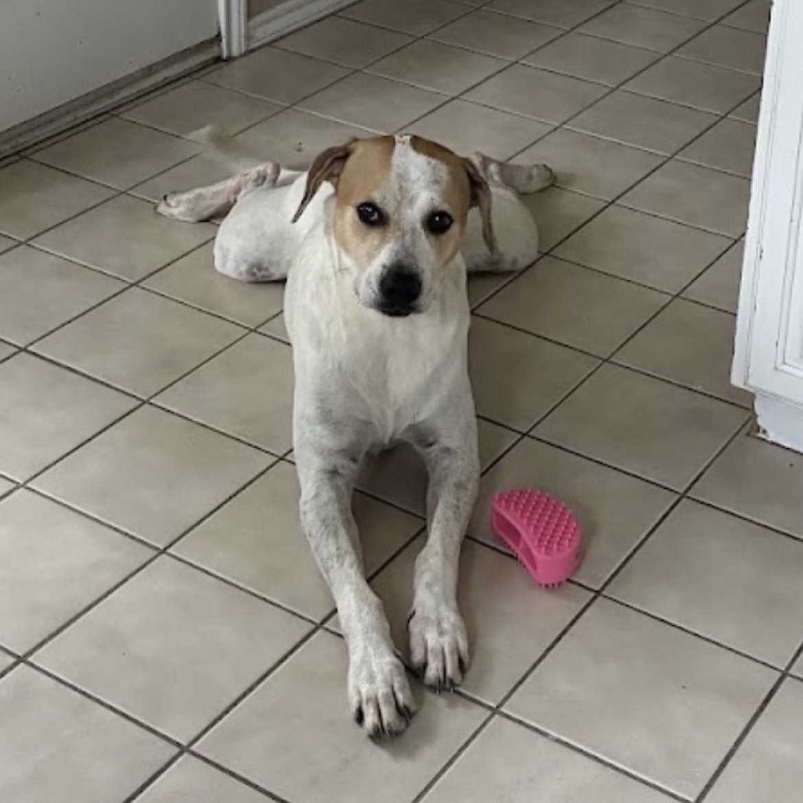 Ellie May, a Adoptable mixed breed in Austin, TX image 4/5
