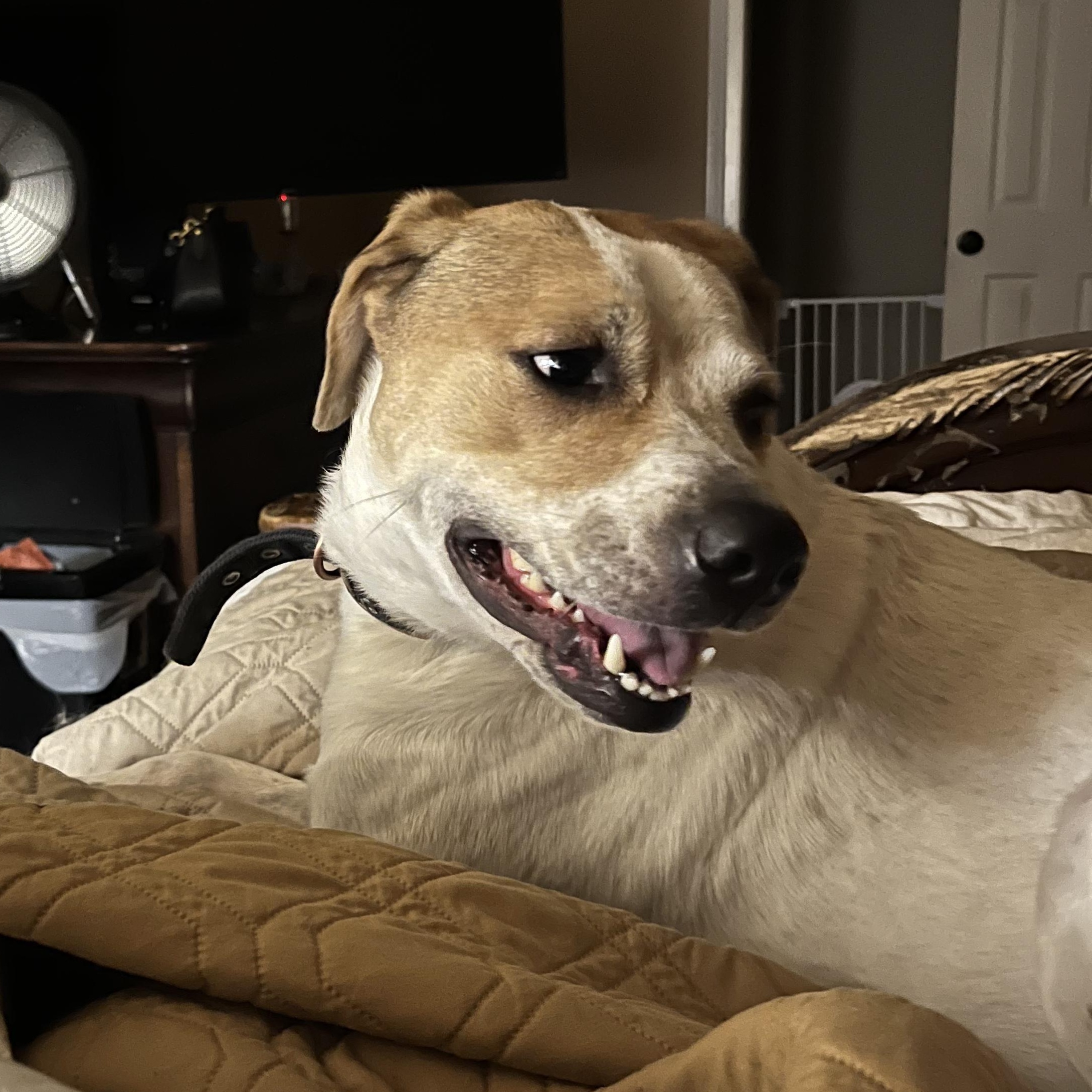 Enlarge Ellie May, a Adoptable mixed breed in Austin, TX image 3/4