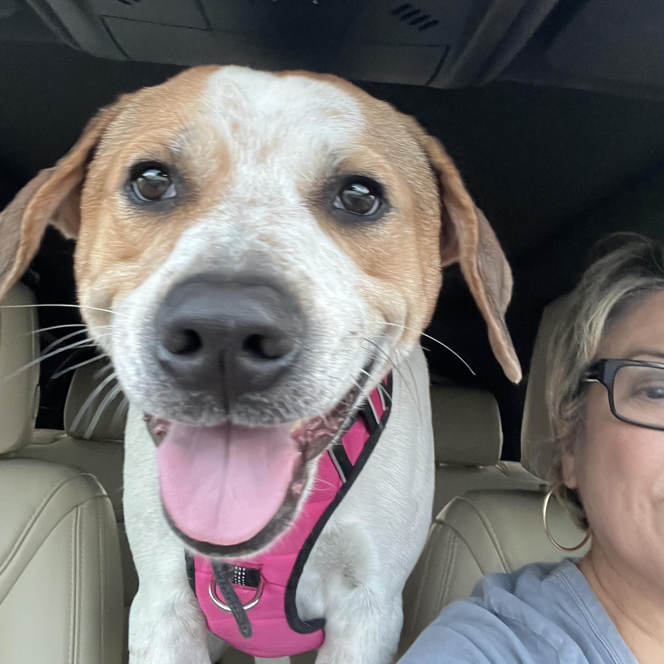 Enlarge Ellie May, a Adoptable mixed breed in Austin, TX image 4/4