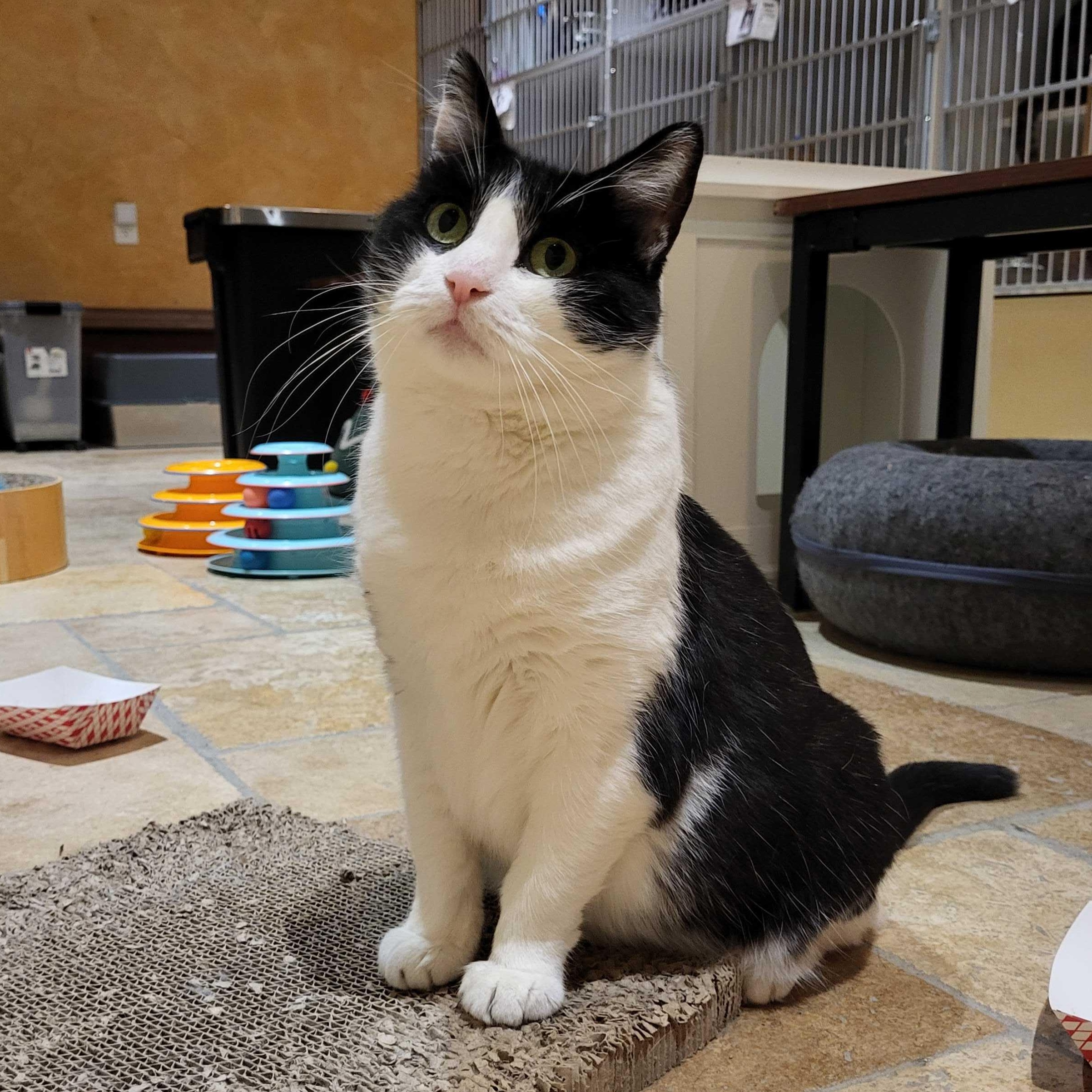 Oreo, a Adoptable Domestic Short Hair in East Brunswick, NJ image 2/6