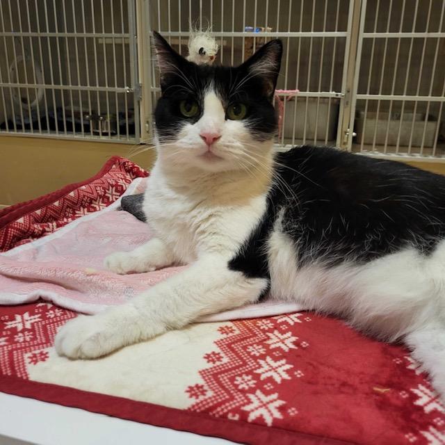 Oreo, a Adoptable Domestic Short Hair in East Brunswick, NJ image 6/6