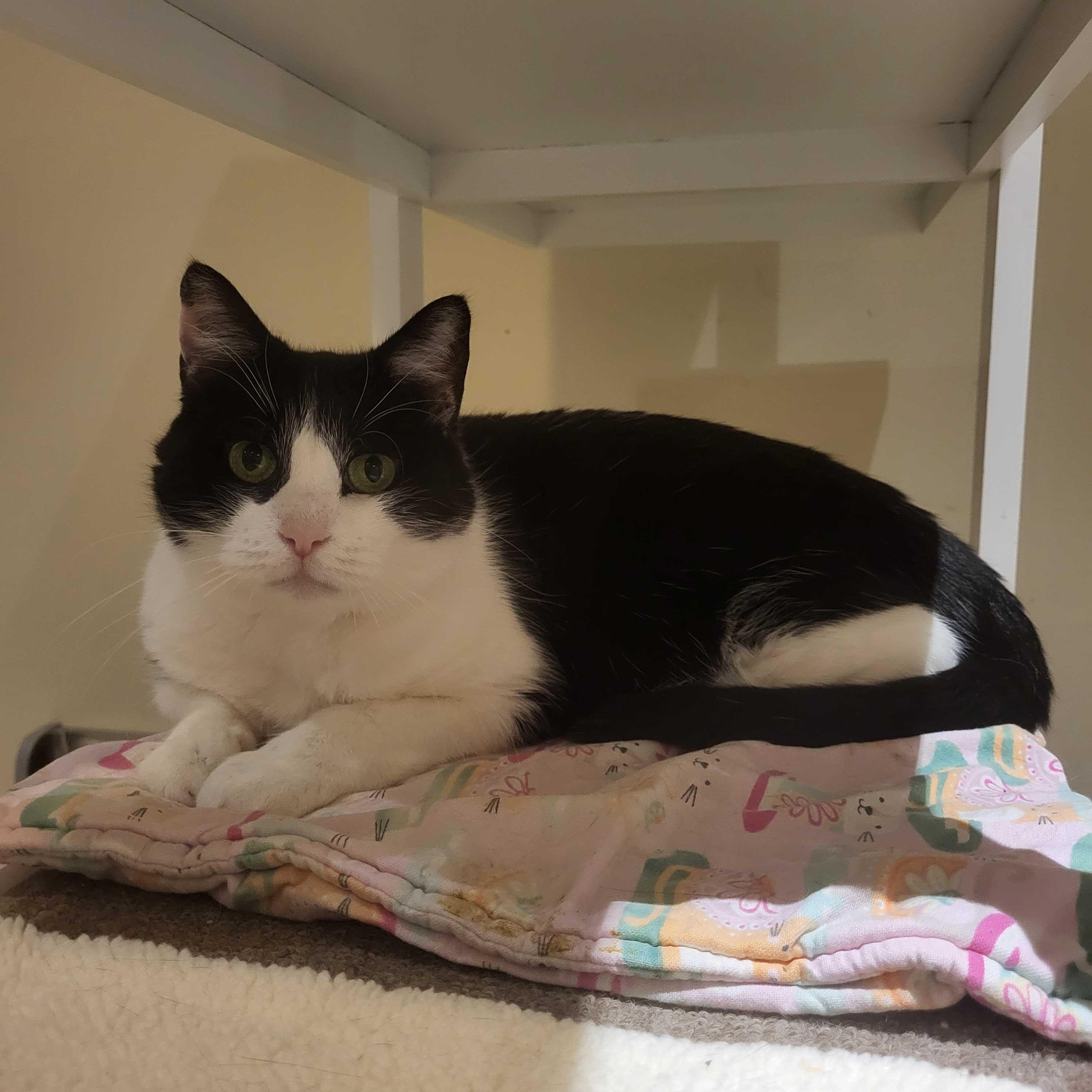 Oreo, a Adoptable Domestic Short Hair in East Brunswick, NJ image 5/6