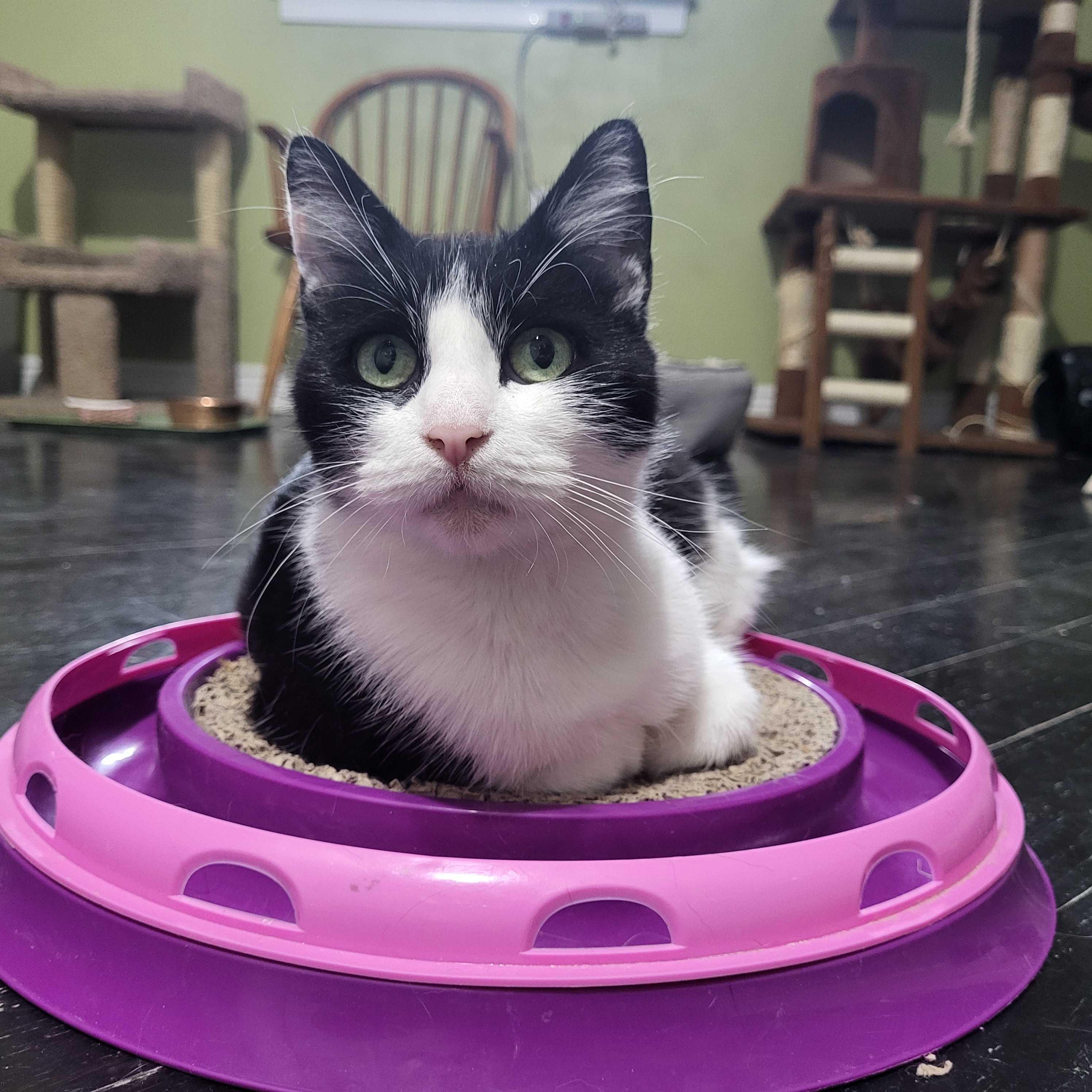 Oreo, a Adoptable Domestic Short Hair in East Brunswick, NJ image 3/6