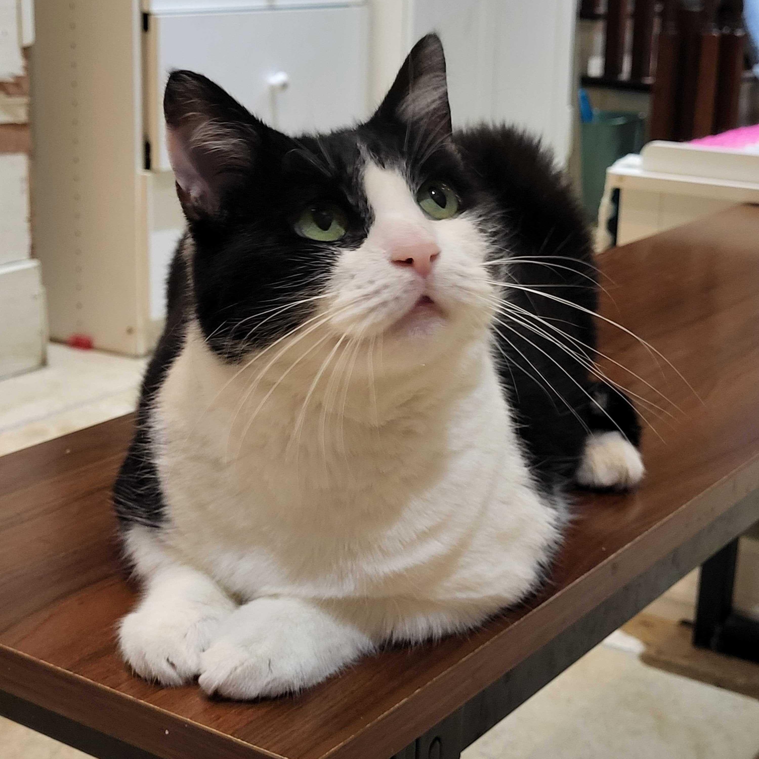 Oreo, Adoptable, Adult Female Domestic Short Hair.