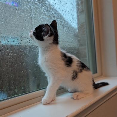 Jose, adopted, Kitten Male Turkish Van & Domestic Short Hair.
