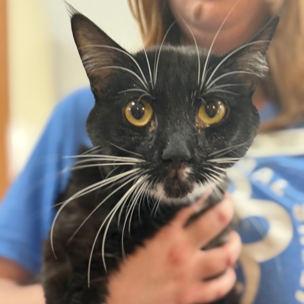 Mona, a Adoptable Domestic Short Hair in Idaho Falls, ID image 1/4