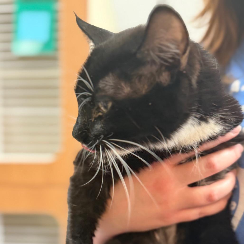 Mona, a Adoptable Domestic Short Hair in Idaho Falls, ID image 2/4