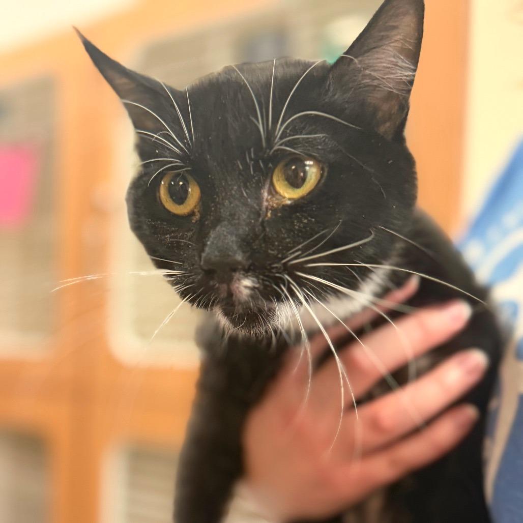 Mona, a Adoptable Domestic Short Hair in Idaho Falls, ID image 3/4