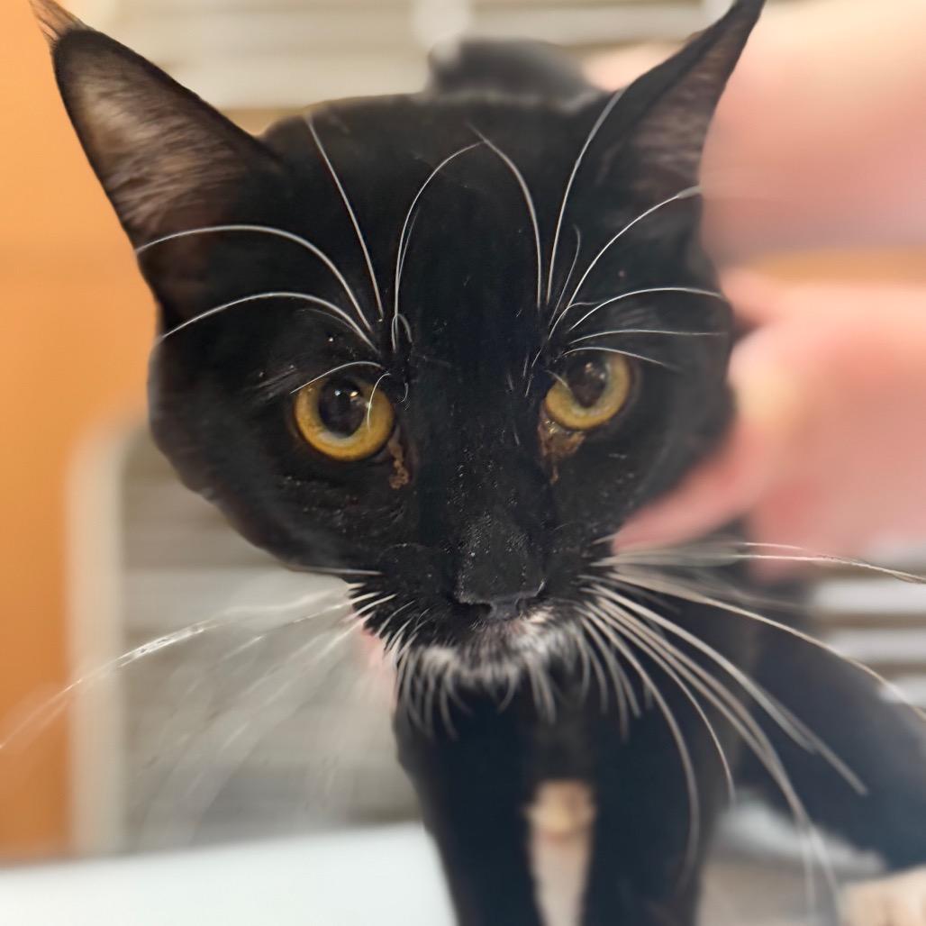 Mona, a Adoptable Domestic Short Hair in Idaho Falls, ID image 4/4