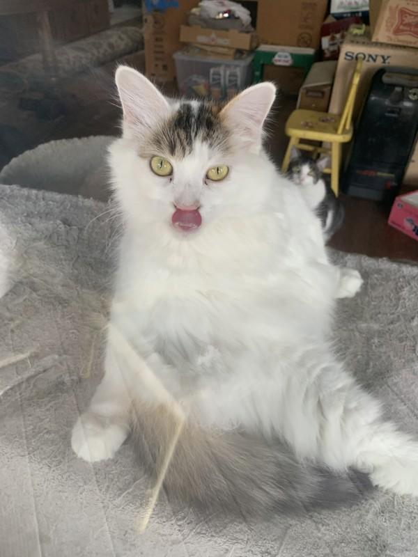 Enlarge Loli, a Adoptable mixed breed in El Cajon, CA image 1/1