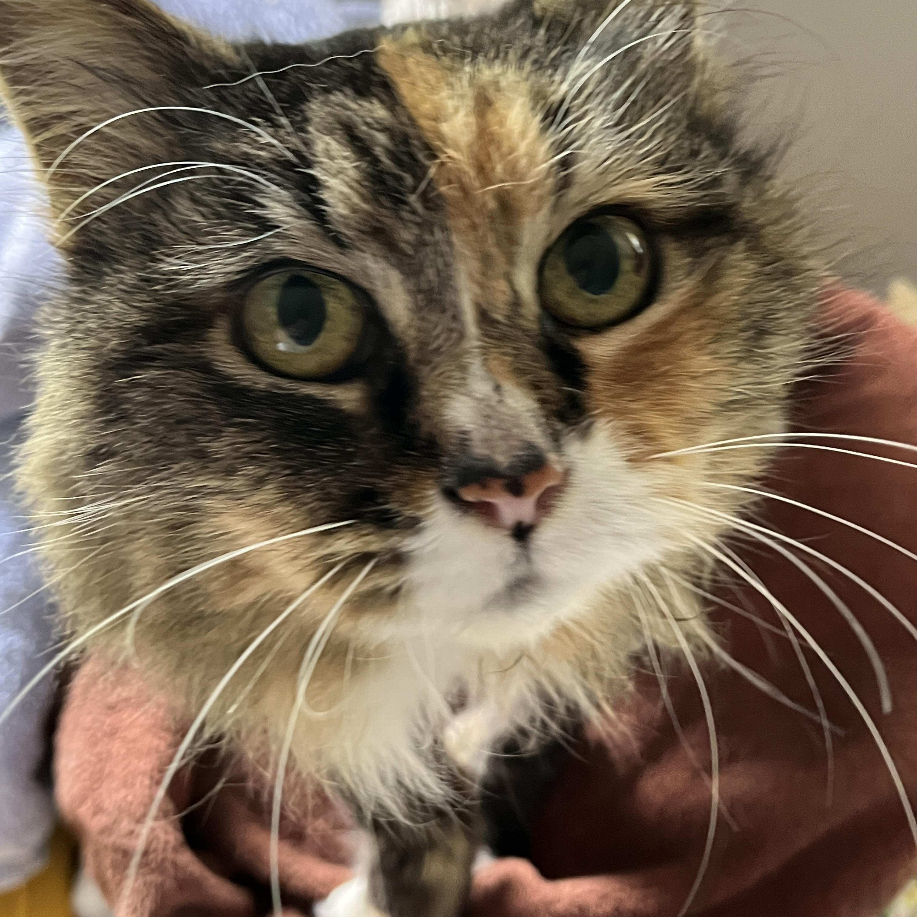 Rhonda, an adopted Domestic Long Hair in Norwalk, CT image 2/2
