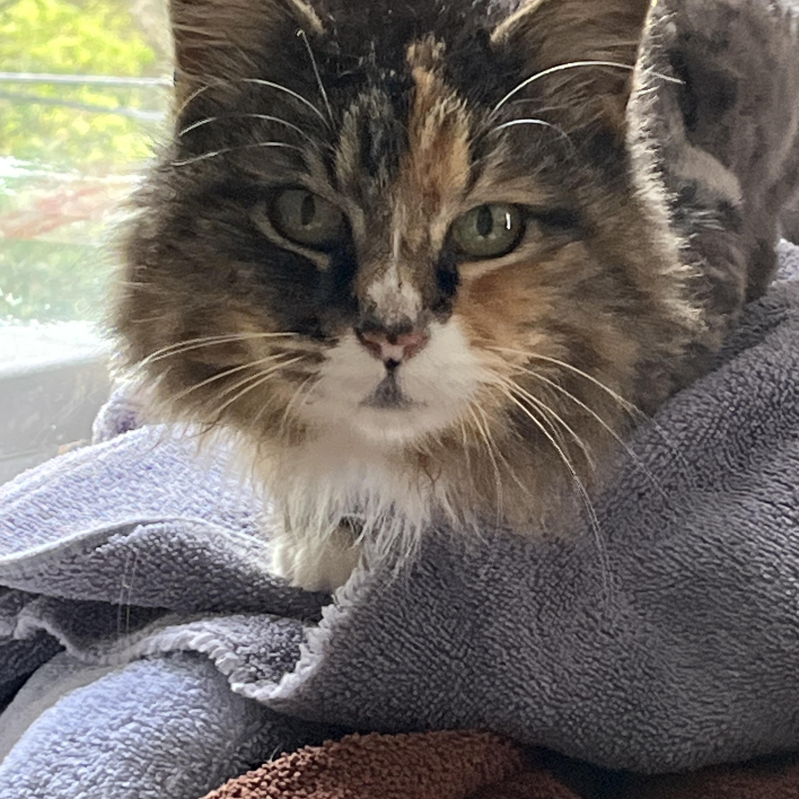 Rhonda, an adopted Domestic Long Hair in Norwalk, CT image 1/2