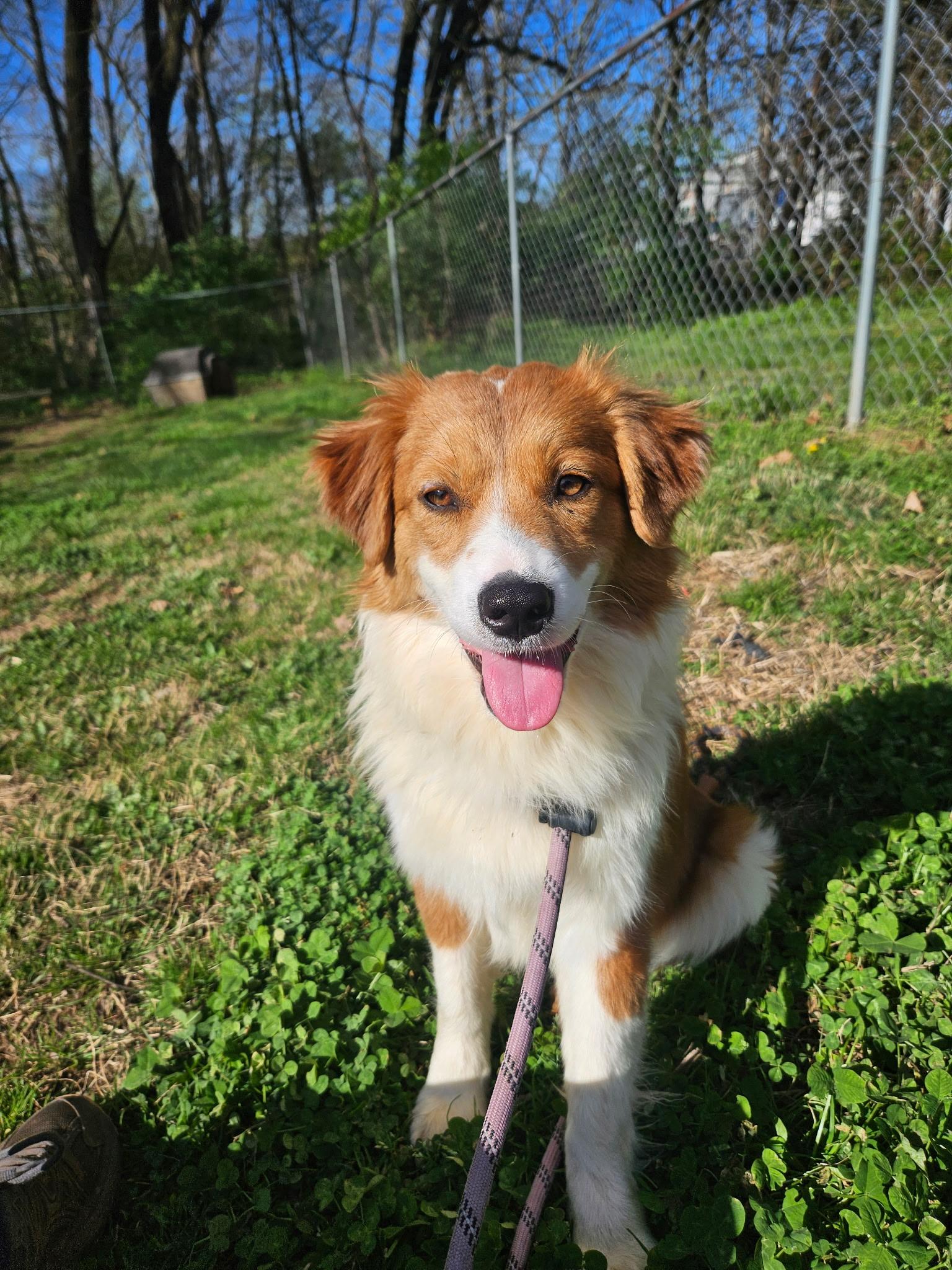 Enlarge Greta , an adopted Australian Shepherd in Loudon, TN image 2/3