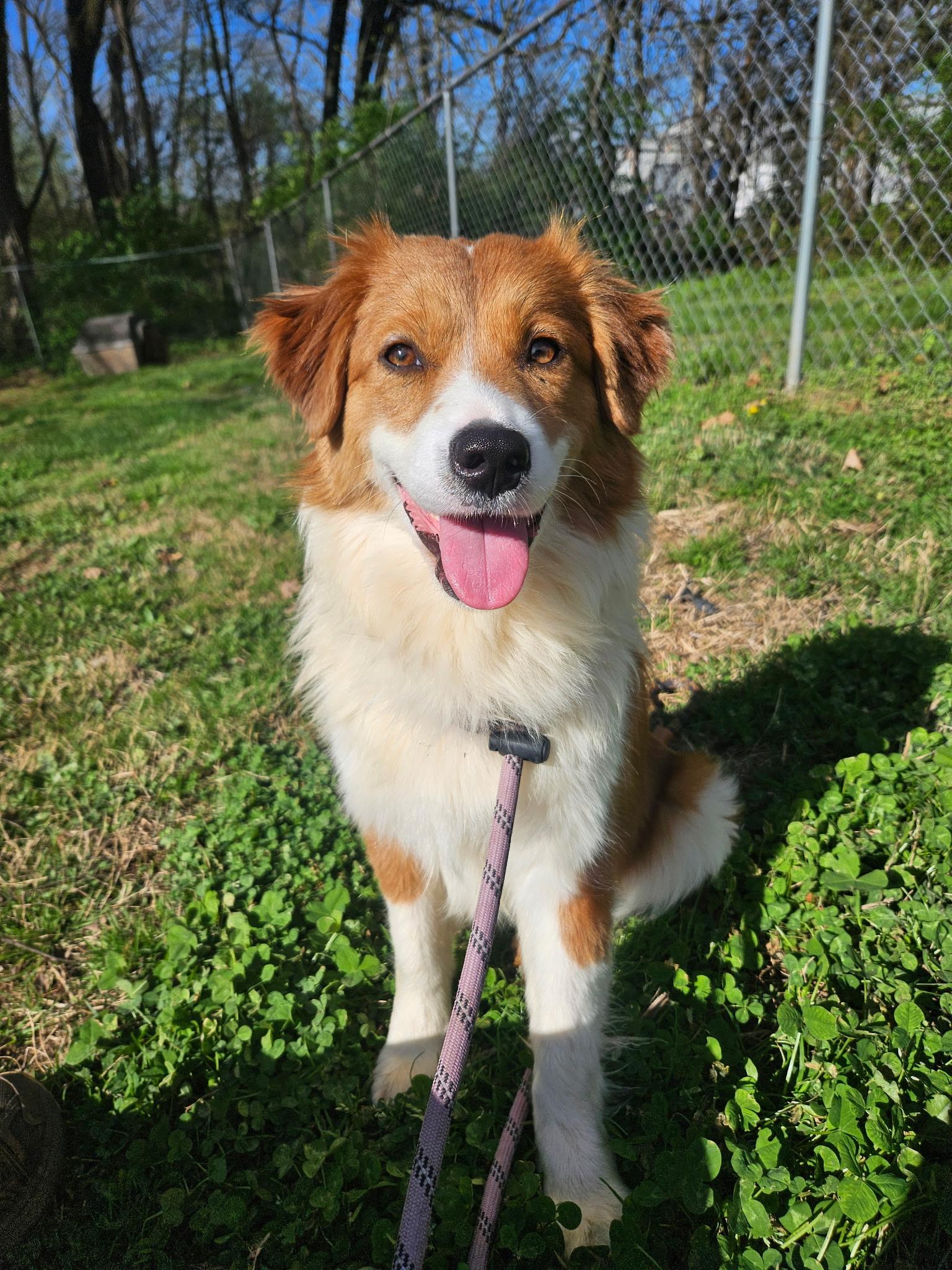 Greta , adopted, Young Female Australian Shepherd.