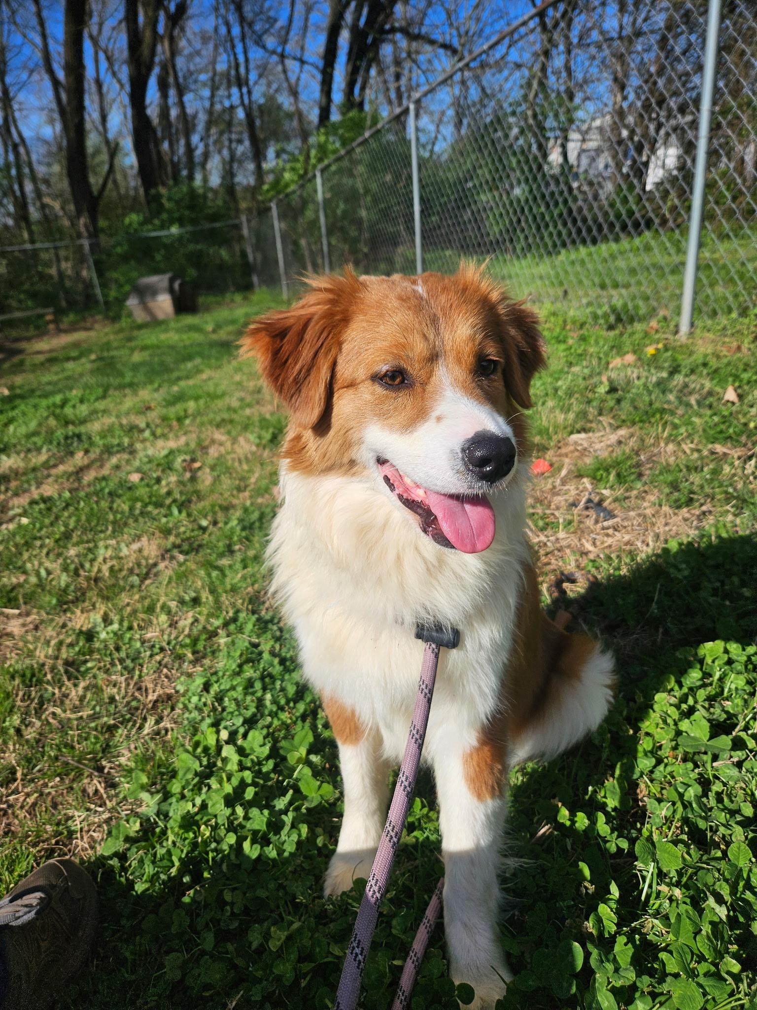 Enlarge Greta , an adopted Australian Shepherd in Loudon, TN image 3/3