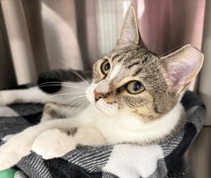 Biscuit, Adoptable, Adult Female Domestic Short Hair & Domestic Short Hair.