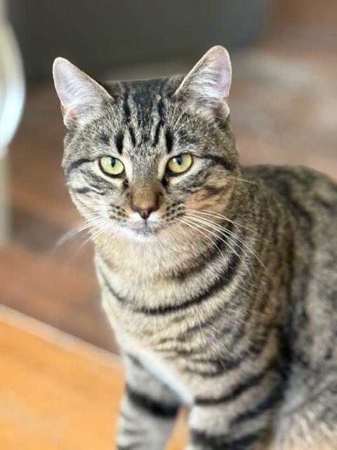 Charlie, ADOPTABLE, Young Male Domestic Short Hair.